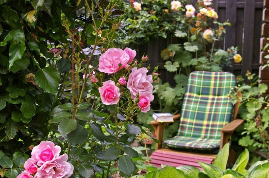 Kletterrose rosa