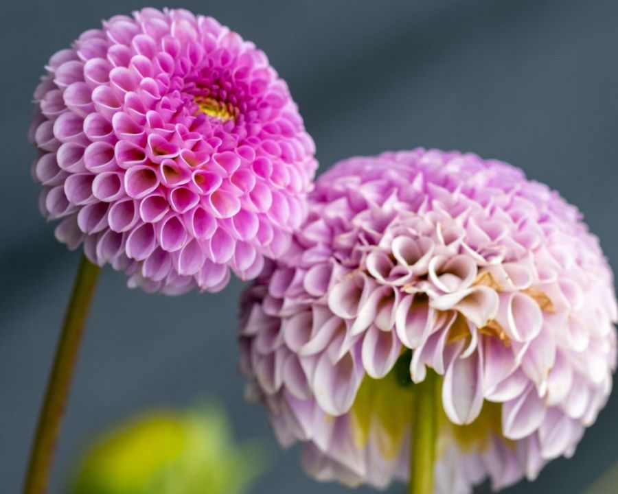 Pompon Dahlien