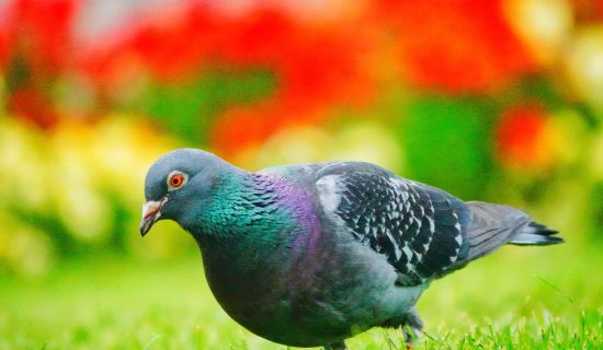 Eine dunkelgraue Stadttaube mit schillerndem grün-violettem Halsgefieder steht auf einer grünen Wiese. Im Hintergrund sind leuchtend rote und gelbe Blumen in weicher Unschärfe zu sehen.