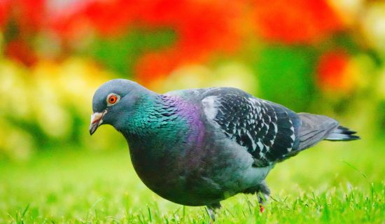 Eine dunkelgraue Stadttaube mit schillerndem grün-violettem Halsgefieder steht auf einer grünen Wiese. Im Hintergrund sind leuchtend rote und gelbe Blumen in weicher Unschärfe zu sehen.