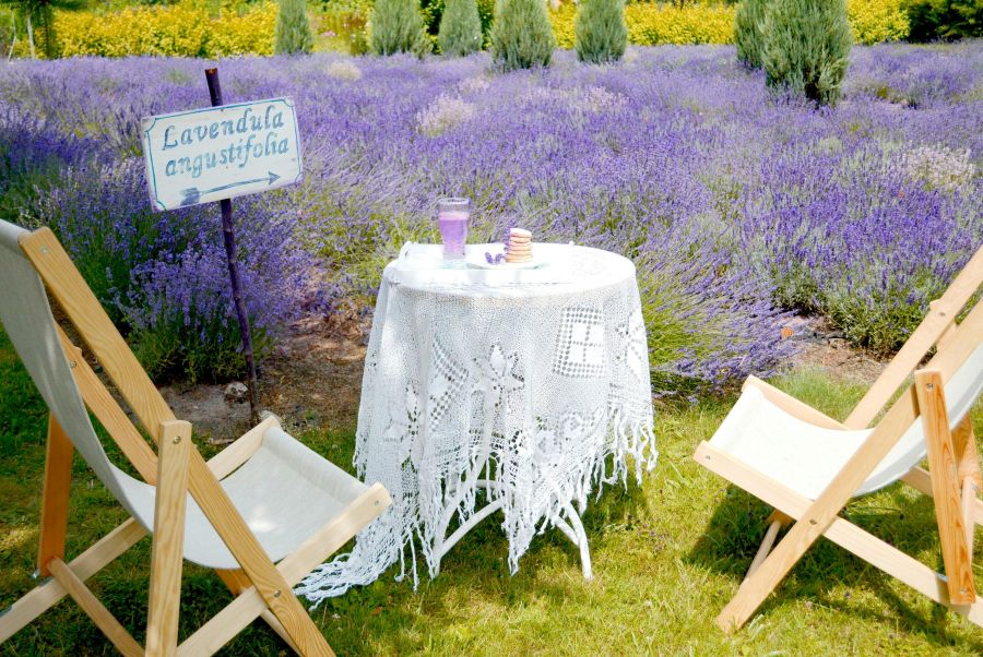 Zwei Liegestühle aus Holz stehen vor einem weiten Lavendelfeld. In der Mitte befindet sich ein kleiner runder Tisch mit weißer Spitzendecke, auf dem ein Glas lila Saft und Gebäck angerichtet sind; ein Schild weist auf die Sorte „Lavandula angustifolia“ hi
