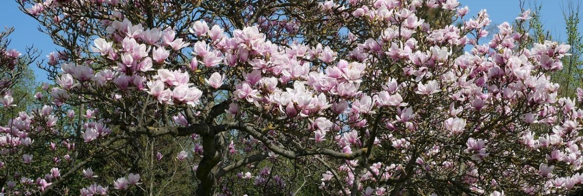Bäume für den Garten - Tulpen-Magnolie