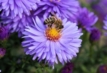 Biene auf Aster