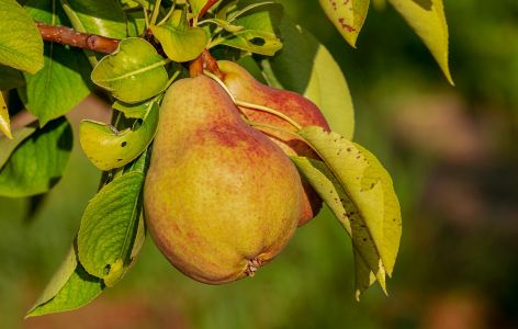 Birne Frucht