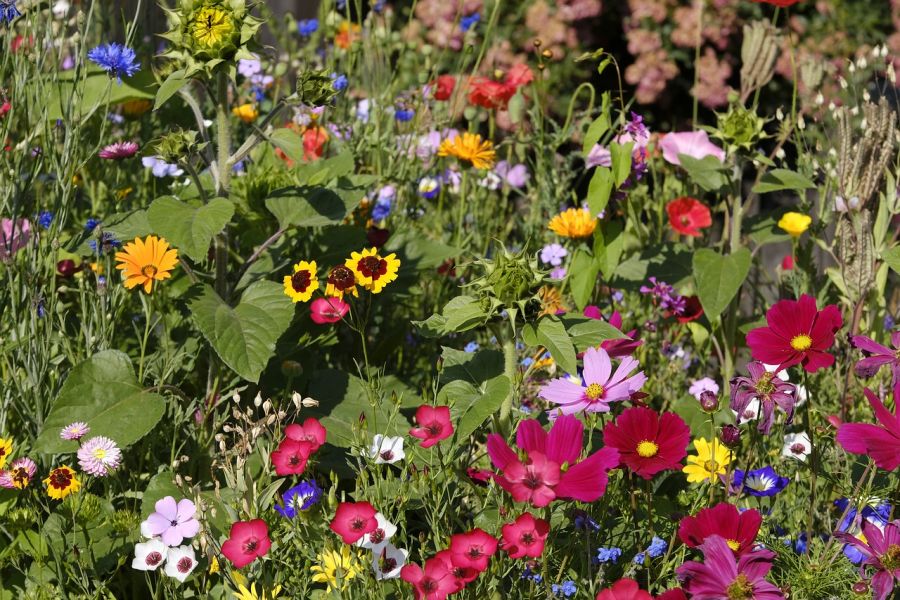 Blumenwiese