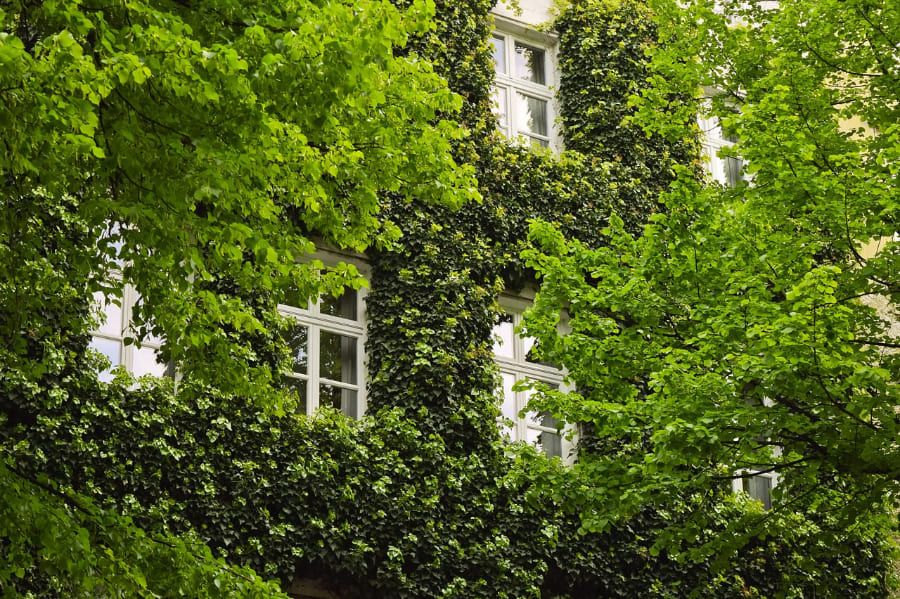 Fassadenbegrünung mit Efeu