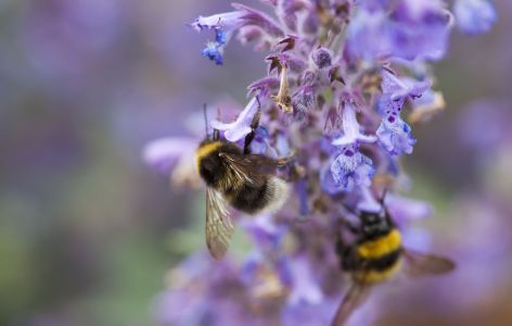 insektenfreundlicher Balkon