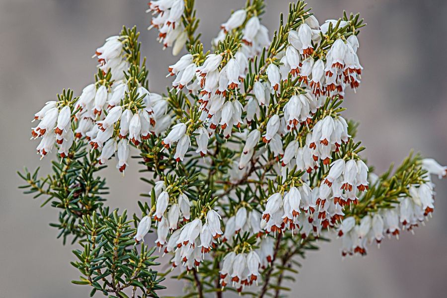 Schneeheide mit Blüten