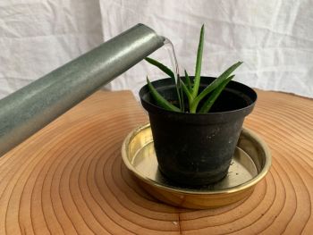 Kindel von Aloe vera gießen