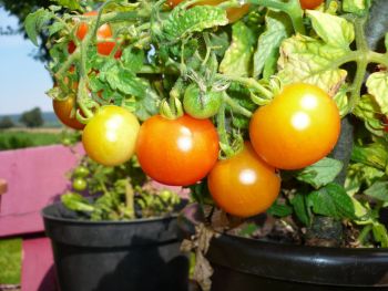 Tomaten im Kübel
