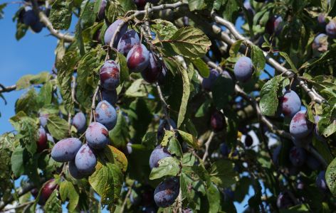 Zwetschgen Pflaumenbaum
