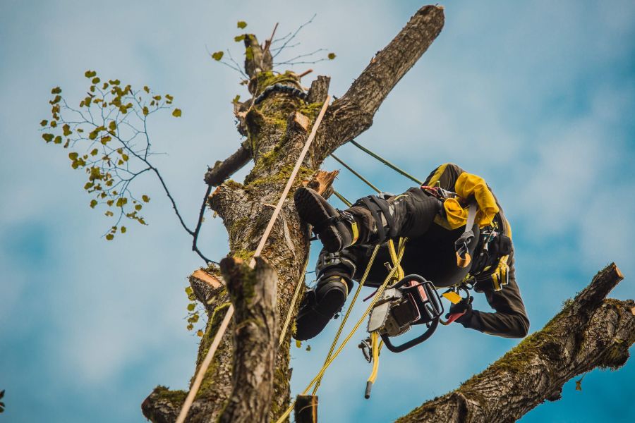 Ein Baumpfleger in voller Schutzkleidung klettert gesichert an einem teilweise beschnittenen Baum empor. Vor blauem Himmel zeigt das Bild die anspruchsvolle Arbeit in luftiger Höhe und vermittelt eine konzentrierte Atmosphäre.