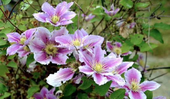 Clematis ist eine tolle Kletterpflanze, mit der man Fassaden begrünen kann