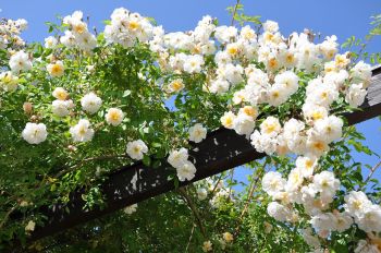 Weiße Kletterrose