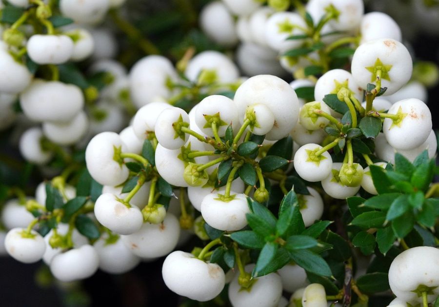 Torfmyrthe mit weißen Beeren
