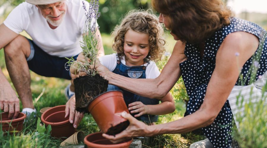 Ein älterer Mann mit Hut, eine Frau und ein kleines Mädchen arbeiten gemeinsam im Garten. Sie nehmen vorsichtig eine Lavendelpflanze mit sichtbarem Wurzelballen aus einem braunen Plastiktopf, um sie in die Erde zu setzen.