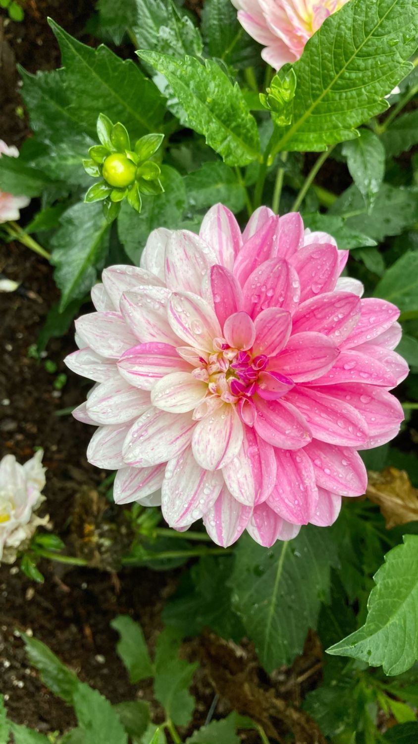 Zweifarbige Dahlie im Garten