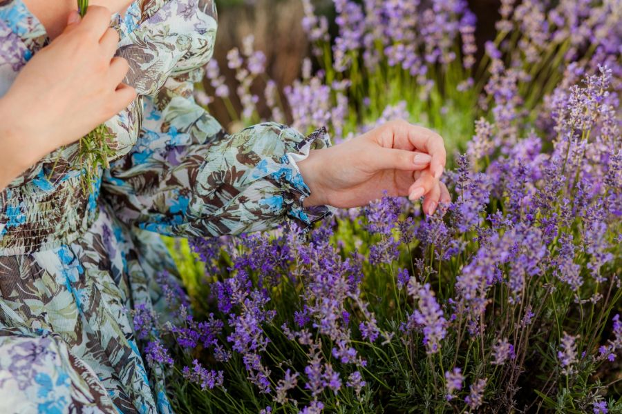 Nahaufnahme einer Person in einem Blumenkleid, deren Hand sanft über die violetten Blüten eines Lavendelstrauchs streicht. Die feinen Details der Blütenköpfe sind im Sonnenlicht deutlich erkennbar.
