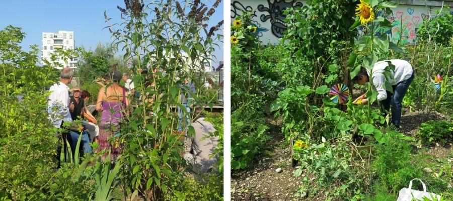 Urban Gardening