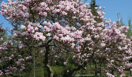 Bäume für den Garten - Tulpen-Magnolie
