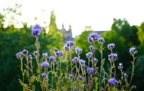 Phacelia