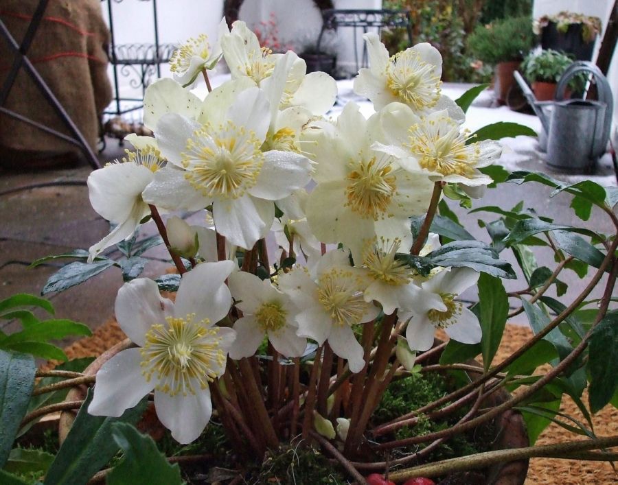 Blühende Christrose auf Balkon