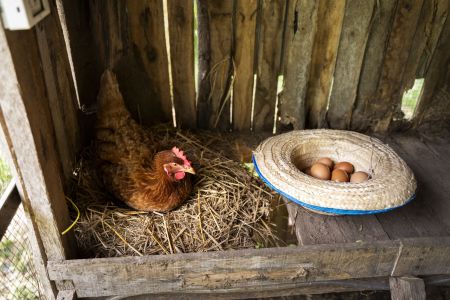 Eine braune Henne sitzt auf einem Strohpolster in einem rustikalen Hühnerstall. Daneben liegt ein Strohhut, der als Nest dient, gefüllt mit mehreren braunen Eiern.
