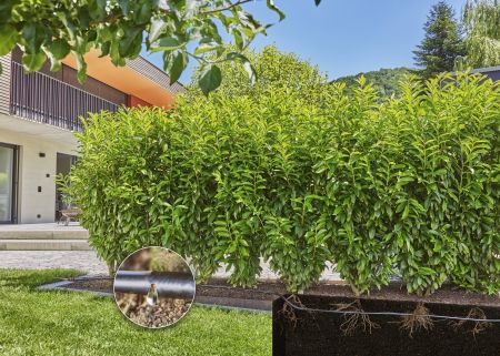 Eine Hecke wird über ein unterirdisch verlegtes Tropfrohrsystem bewässert. Ein Ausschnitt zeigt eine Wassertröpfchenöffnung im Detail.