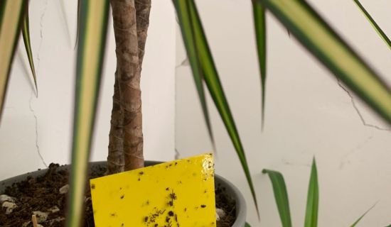 Gelbtafeln im Topf eines Drachenbaums, mit gefangenenen Trauermücken