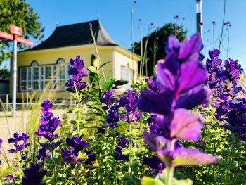Im Vordergrund lila Blumen, im Hintergrund ein gelbes Kurparkgebäude