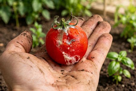 Eine stark mit dunkler Erde verschmutzte Hand hält eine rote, reife Tomate im Freien. Auf der Schale der Tomate breiten sich deutlich sichtbare, weiße und graue, flaumige Schimmelflecken aus. Im unscharfen Hintergrund ist Gartenboden mit jungen grünen Pfl