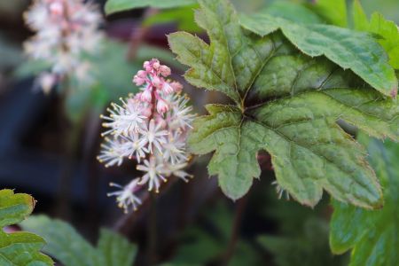 Schaumblüte