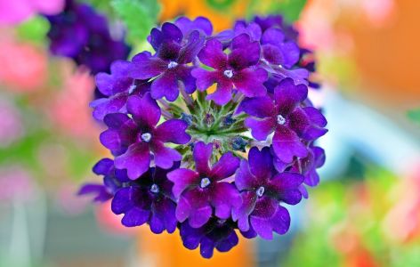 Blumen bienenfreundlich Balkon