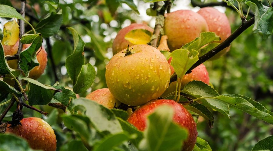 Die 10 besten alten Apfelsorten - Mein Eigenheim