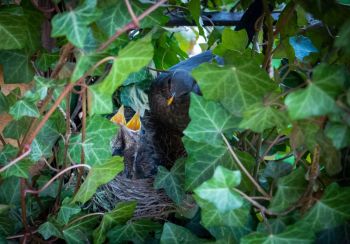 Vögel nisten in Kletterpflanzen an Hauswand