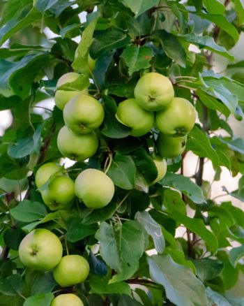 Zahlreiche glatte, hellgrüne Äpfel wachsen dicht gedrängt direkt am aufrechten Trieb eines Obstbaumes. Die Früchte sind von kräftigen, dunkelgrünen Laubblättern umgeben. Die kompakte Wuchsform zeigt den typischen Fruchtbehang einer schlanken Säulenapfelso
