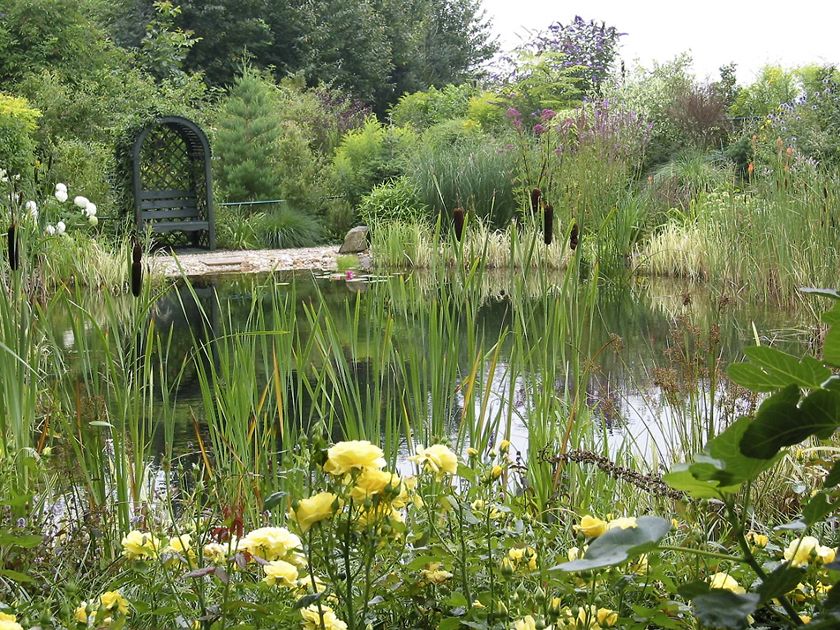 Teich mit Pflanzen