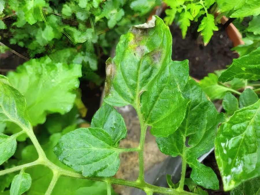 Nahaufnahme eines großen, grünen Tomatenblattes im Garten. An der Blattspitze und an den Rändern haben sich dunkelbraune, trocken wirkende Flecken gebildet. Der Hintergrund zeigt verschwommenes, gesundes grünes Laub.