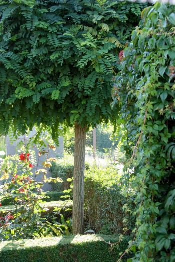 Kugel-Robinie im Garten