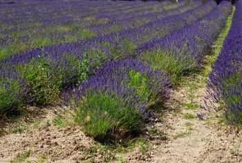 Lavendel