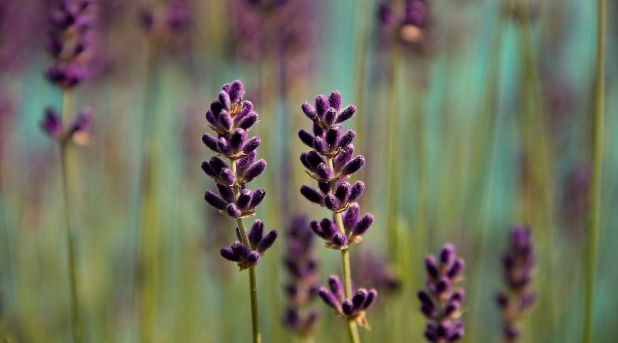 Lavendel auf Wiese