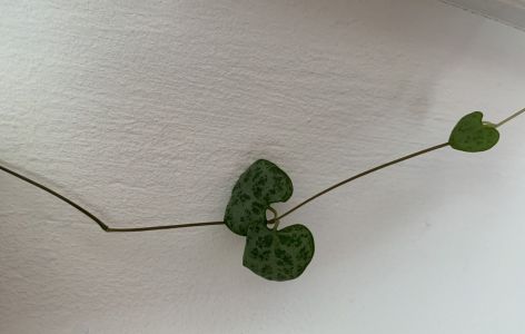 Leuchterblume Ableger