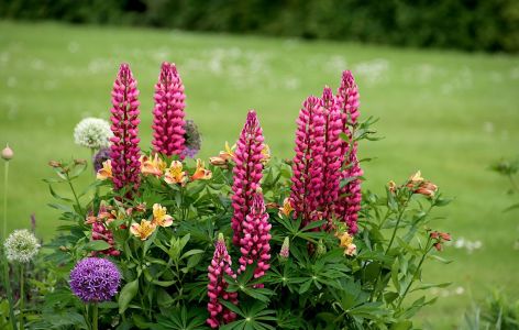 Was passt zu Stockrosen? Beispiel Lupine
