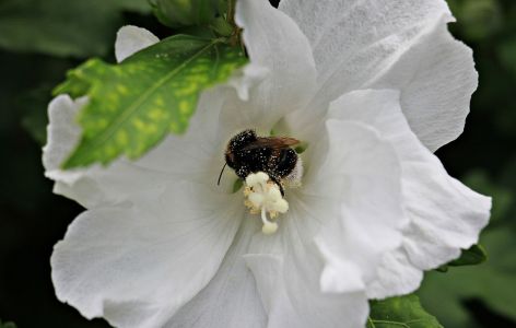 Balkonpflanzen für Hummeln
