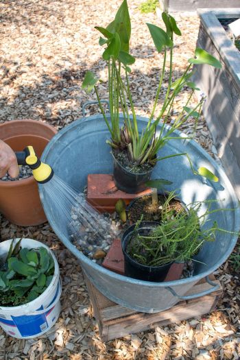 Mini-Teich selber anlegen im Kübel