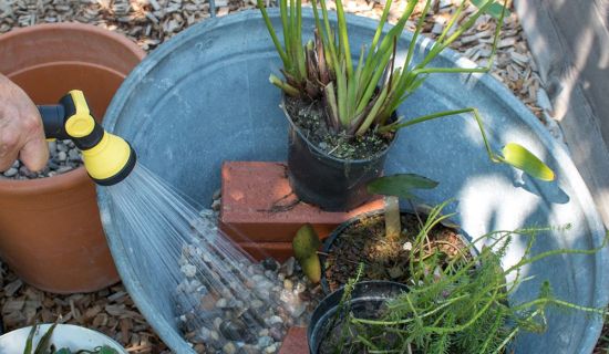 Mini-Teich selber anlegen im Kübel