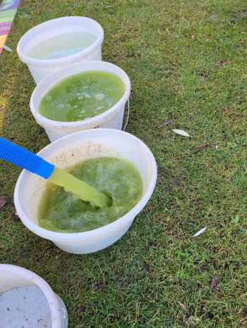 Poolfilter reinigen, heraus kommt grünes Poolwasser mit Algen