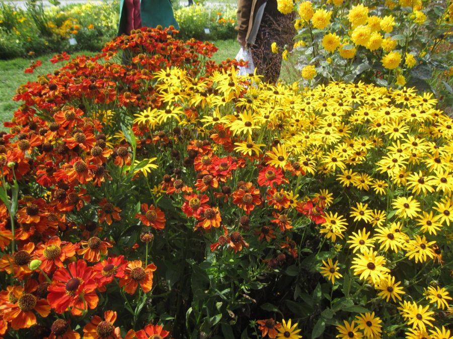 Buntes Blumenbeet mit Sonnenbraut