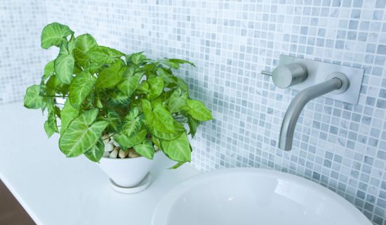 Tropenpflanzen sind gut fürs Bad geeignet