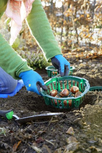 Zwiebelblumen werden in Kunststoffpflanzschale in den Boden gesetzt